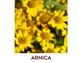 ARNICA