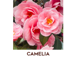 Camelia dei Duchi Veneziani