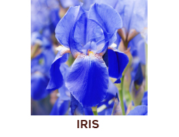 Iris dei Baroni Toscani