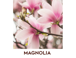 Magnolia dei Conti di Como