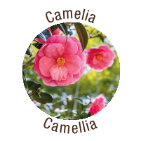 Camelia