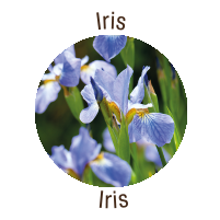 Iris