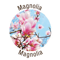 Magnolia