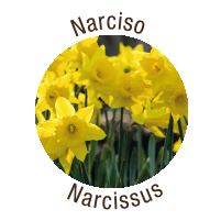 Narciso