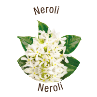 Neroli