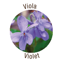 Viola